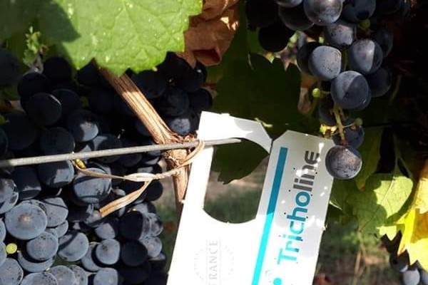 1 à 0 pour les trichos contre crypto à la vigne