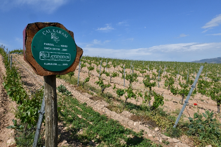 La Turquie développe son offre en vins pour les touristes