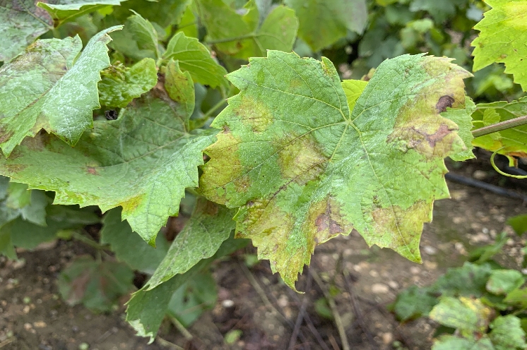 Analyser la résistance du mildiou dans les vignes pour mieux piloter leur protection