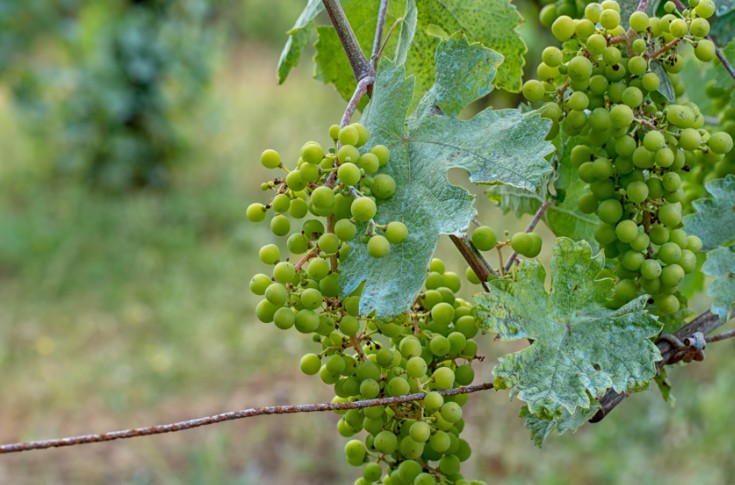 Les viticulteurs peuvent (parfois) utiliser plus de 4kg de cuivre par hectare