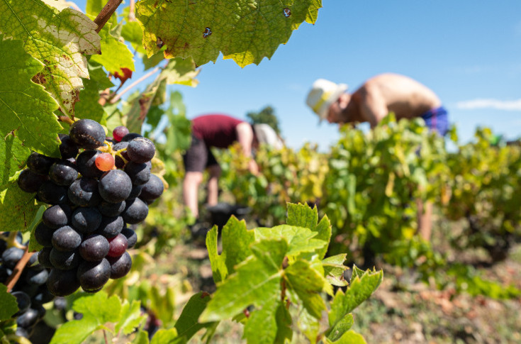 Les Vignerons Engagés ne veulent plus perdre une vie en vendanges