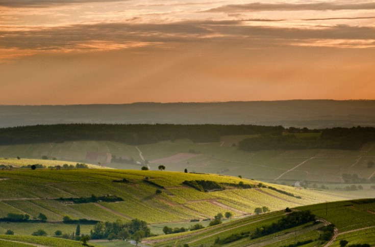 La viticulture durable devient la norme et plus l’exception en Centre Loire