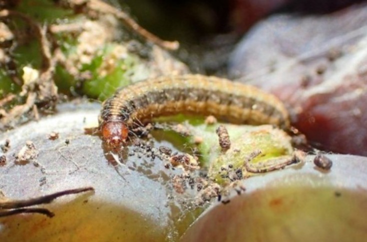 Combien Cryptoblabes gnidiella coûte aux viticulteurs