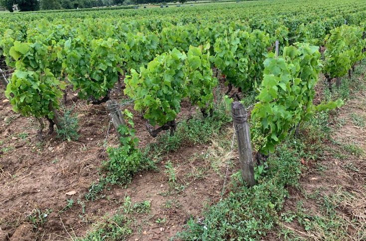 Une nouvelle offre d’analyses organo-biologiques des sols viticoles