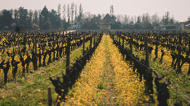 Changement de fermier pour ce grand cru class de Barsac