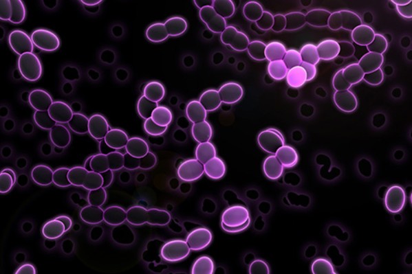 Quelles bactéries lactiques pour débarrasser son vin des bretts ?