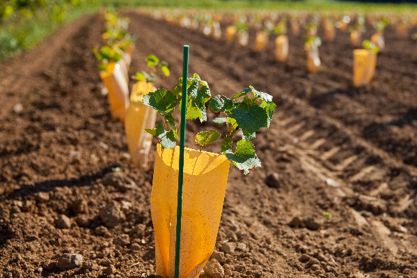 Des chutes et du clash pour les nouvelles plantations de vignes AOC