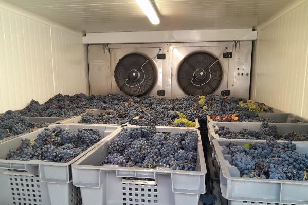 Une solution pour refroidir rapidement la vendange 