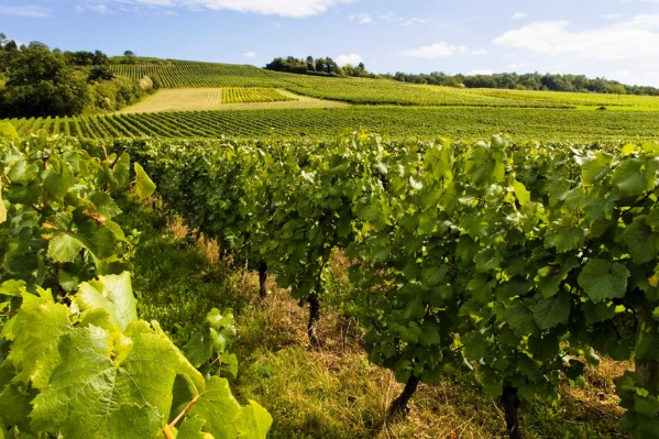 +34 millions € d'aides pour les exploitations bio en difficulté