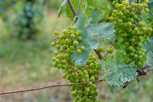 Les viticulteurs peuvent (parfois) utiliser plus de 4kg de cuivre par hectare