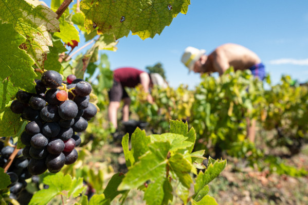 Les Vignerons Engagés ne veulent plus perdre une vie en vendanges