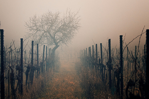 La transformation des PGE du vignoble en prêts bonifiés dans le brouillard   
