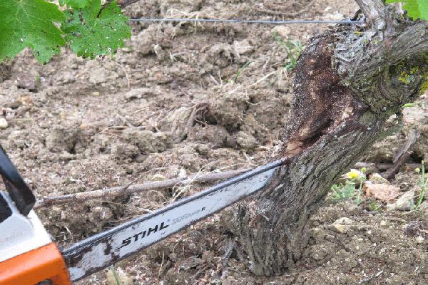  Pourquoi le curetage est-il la méthode la plus rentable pour lutter contre l'esca dans les vignes ?