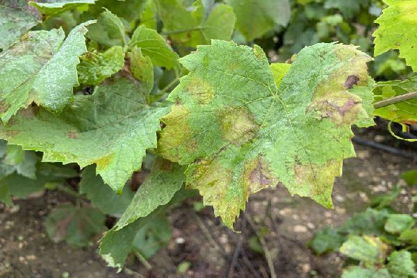 Analyser la résistance du mildiou dans les vignes pour mieux piloter leur protection