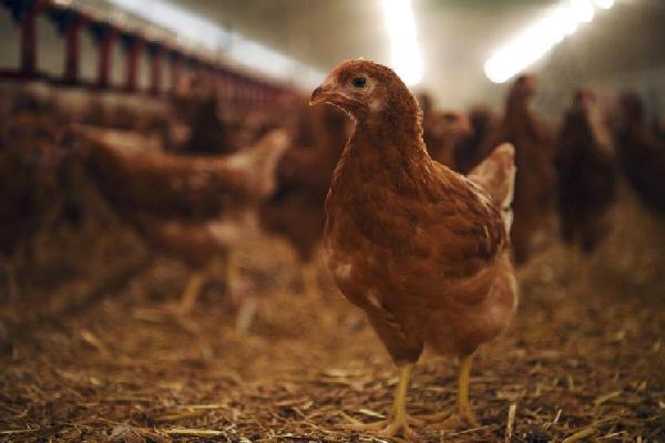 titre de mon article GF