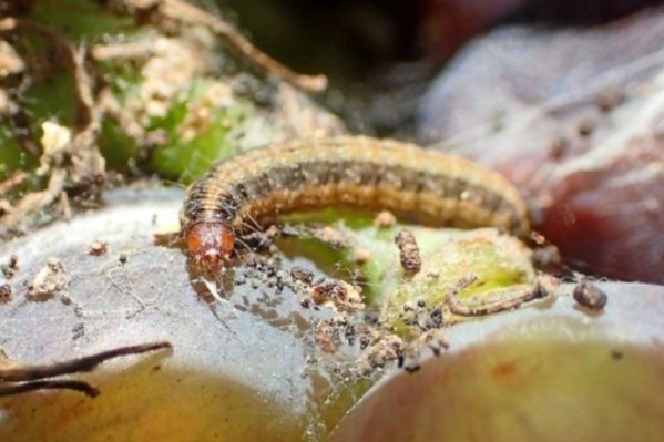 Combien Cryptoblabes gnidiella coûte aux viticulteurs