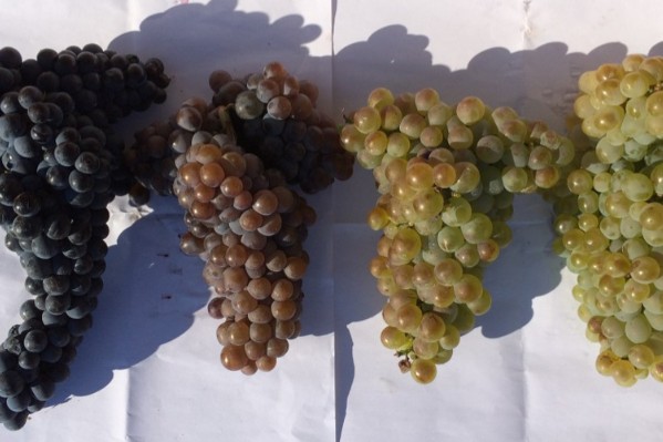 2 nouveaux cépages blancs adaptés au dérèglement climatique