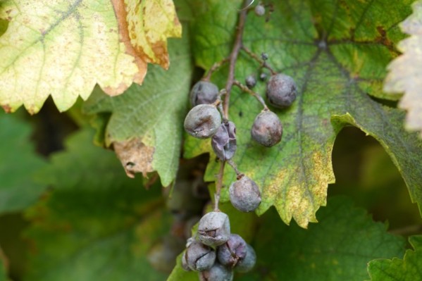 Un anti black-rot et oïdium dans le viseur de Générations Futures