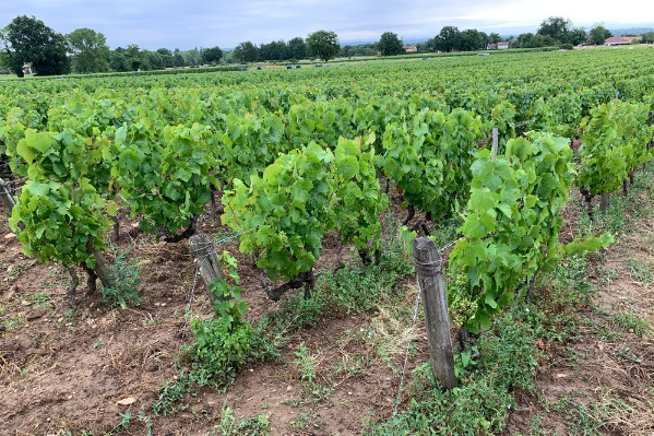 Une nouvelle offre d’analyses organo-biologiques des sols viticoles