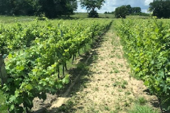 Pourquoi retailler les vignes après une grêle précoce peut être salutaire ?
