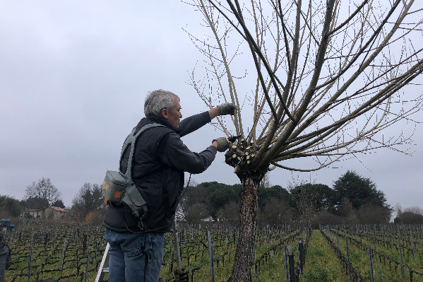 Pour la taille en trogne des arbres bordant le vignoble