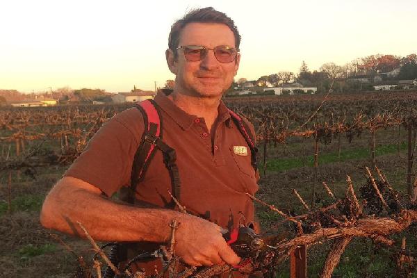 Pourquoi la taille rase favorise-t-elle le black-rot dans les vignes ?