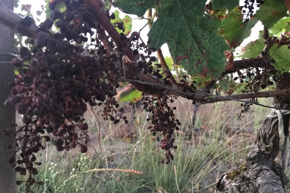 146 millions € pour anticiper le retrait de phytos contre mildiou et black-rot