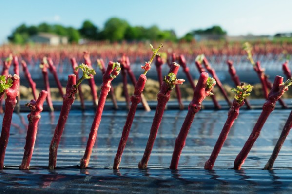 Les pépiniéristes ne veulent pas être 'les oubliés de la filière vin''