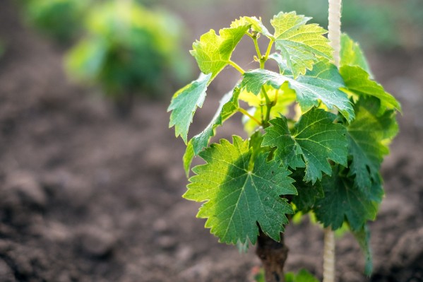 Moins de merlot et plus de cépages résistants à Bordeaux en 2037