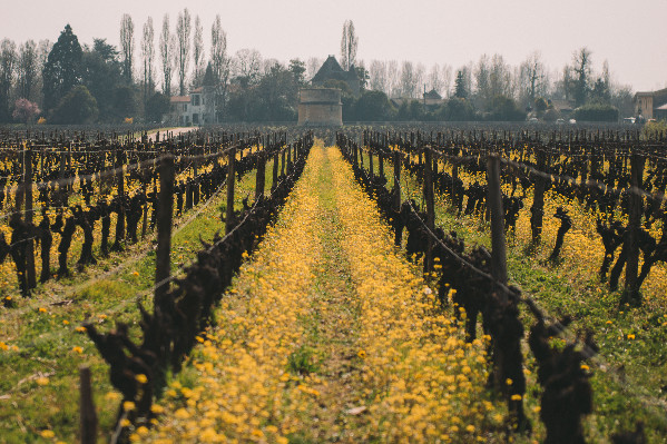 Changement de fermier pour ce grand cru classé de Barsac