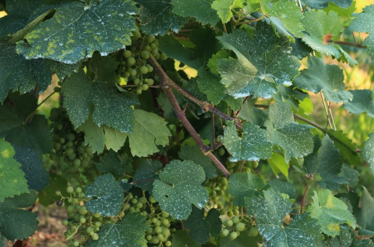 Le cuivre réhomologué pour 15 ans en viticulture ?