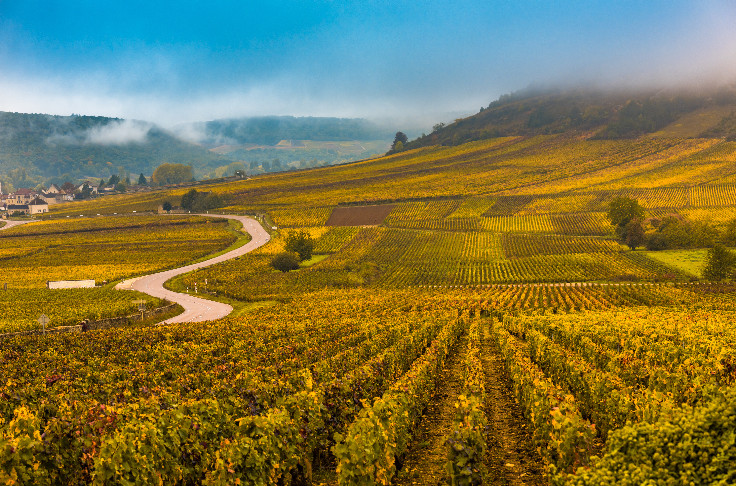 Bourgogne et Beaujolais apaisés pour rouvrir la délimitation du vignoble AOC
