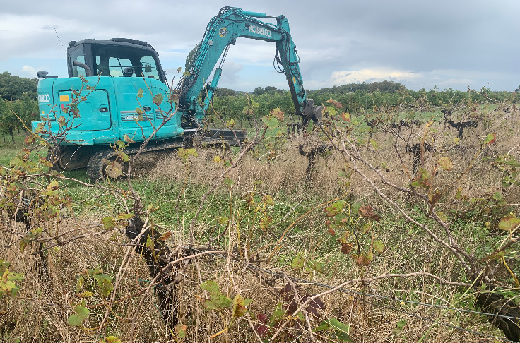 L’amende à 5 000 € fait s’arracher des vignes en friche
