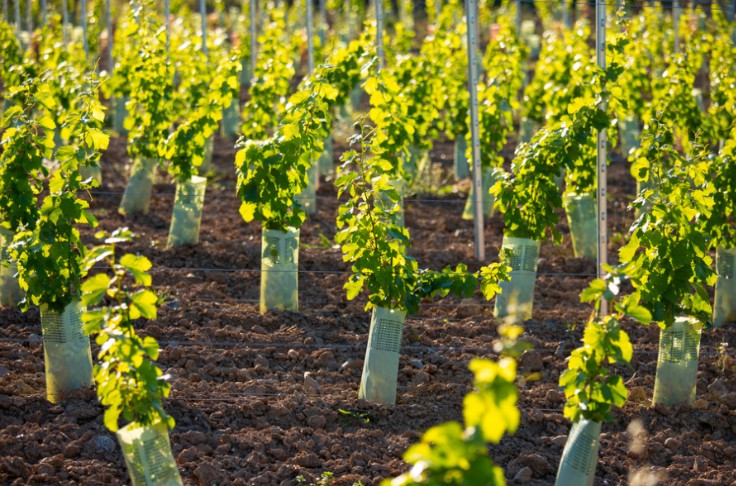 14 porte-greffes pour le vignoble méditerranéen