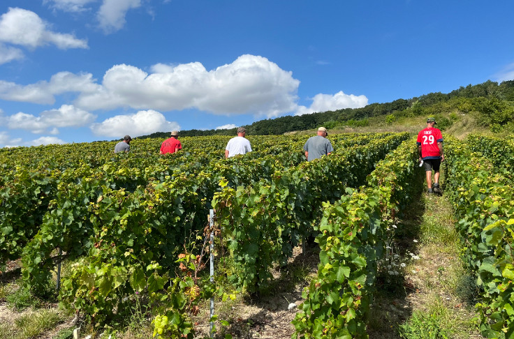 Flavescence dorée explosive x11 et vignerons offensifs pour 100 % de prospection et d'éradication