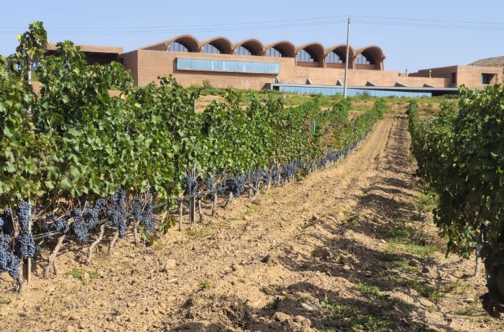 Treasury Wine Estates achète son premier domaine chinois à un œnologue bordelais