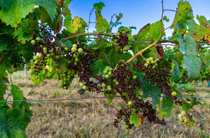 Un distributeur pour le nouvel antimildiou prometteur à la vigne