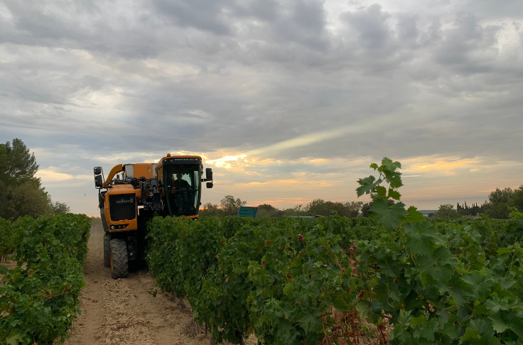 58 % du vignoble occitan perd de l'argent