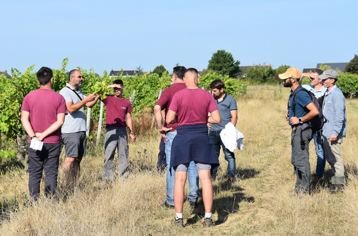 La flavescence dorée mobilise le vignoble d'Anjou-Saumur