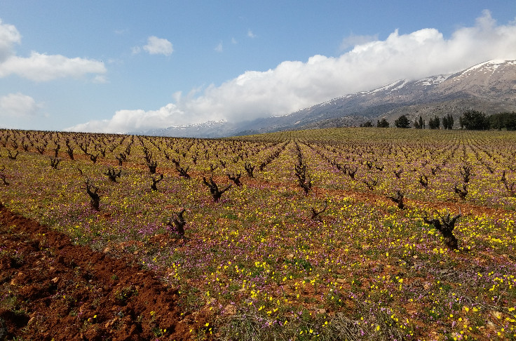 300 ha à tailler entre deux guerres, une leçon de vigne libanaise