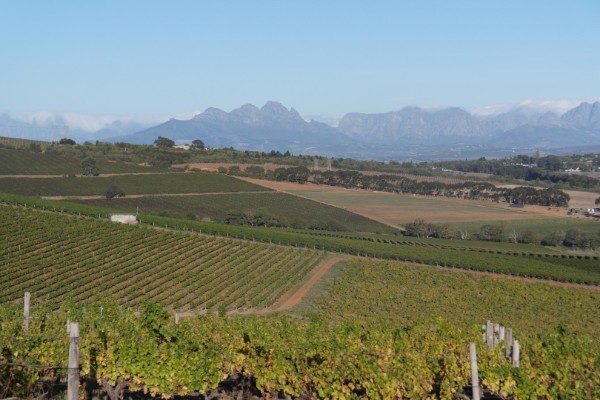 L’Afrique du Sud envisage une panoplie de mesures fiscales sur les vins