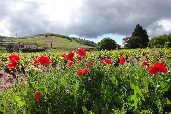 Les viticulteurs bio usés, mais combatifs après un millésime éprouvant