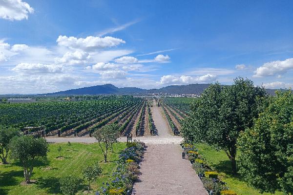 Querétaro au Mexique vise une indication géographique pour ses vins