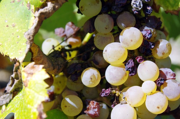 Un nouveau biocontrôle efficace contre le mildiou