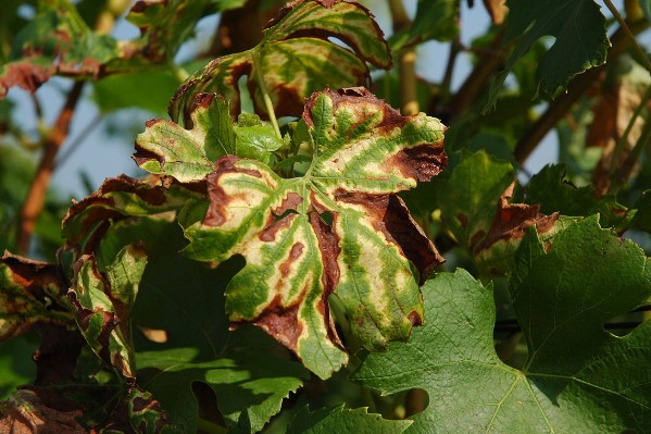 Le vignoble de Cognac contient bien les maladies du bois