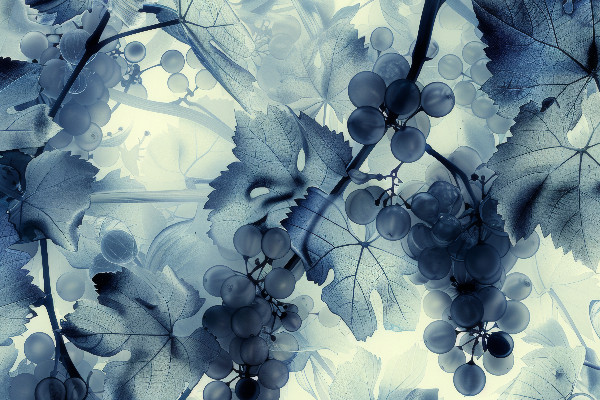 Commotion de censure pour la filière vin demandant l’arrachage temporaire, ses 40 millions €…