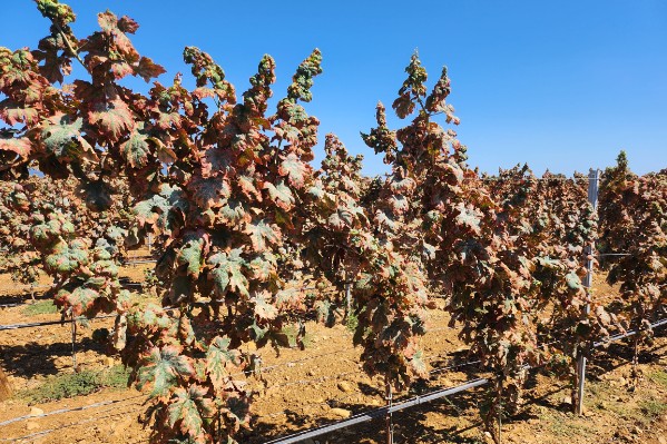 La cicadelle lance-flammes colonise 4 communes viticoles