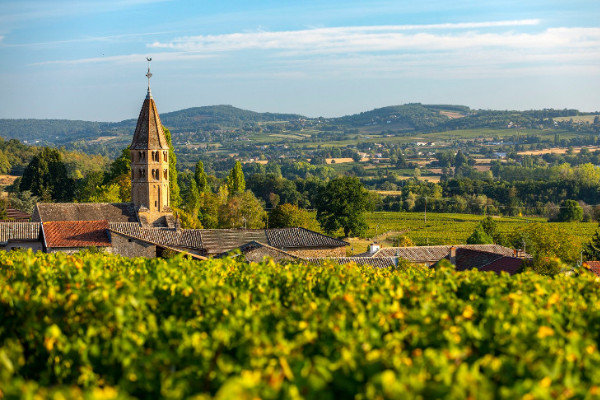 2 nouveaux premiers crus avec 0 désherbage chimique et 0 machine à vendanger