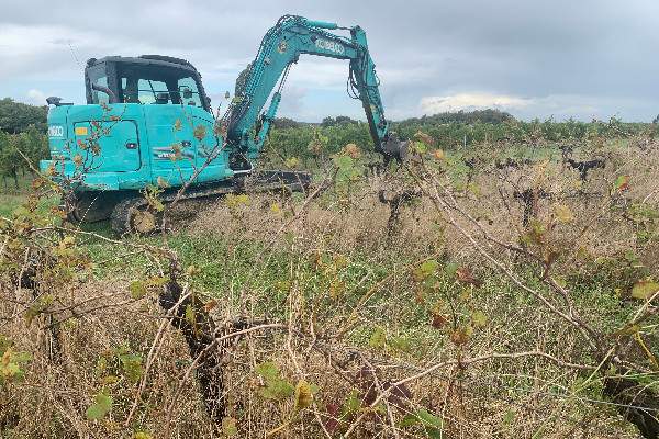 L’amende à 5 000 € fait s’arracher des vignes en friche