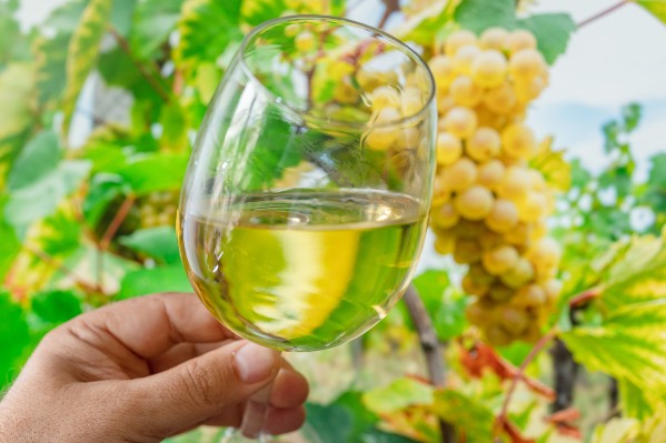 Laver ses raisins réduit le cuivre mais ne change pas les arômes des vins